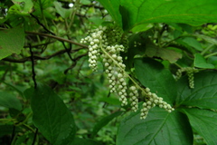 Dioscorea pentaphylla